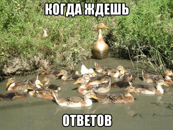 Почему ФБК форсят уток.