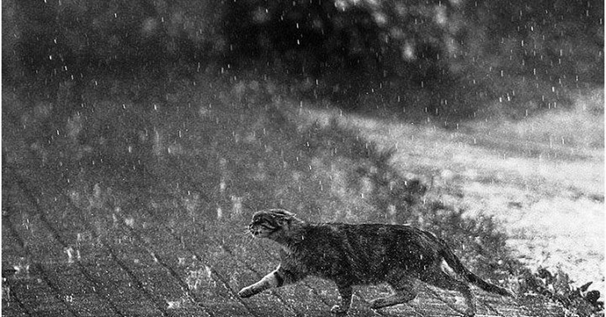 Фото мокрого кота под дождем