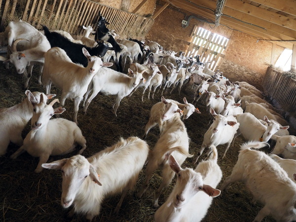 So much safer... - Farm, Business, Work, Goat, Village, A life, Happiness, Investments