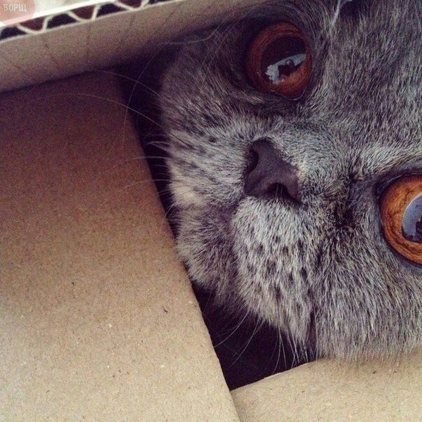 It's good that there are boxes in the world. (Cat) - cat, Box