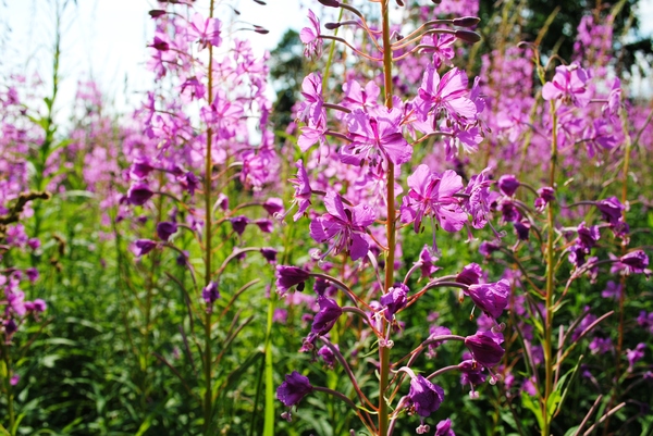 Summer in the tape! - My, Summer, Flowers, Blooming Sally, Nature, Longpost