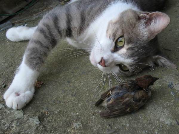 Let's play? - cat, Cats and kittens, Catomafia, The Cat and the Sparrow