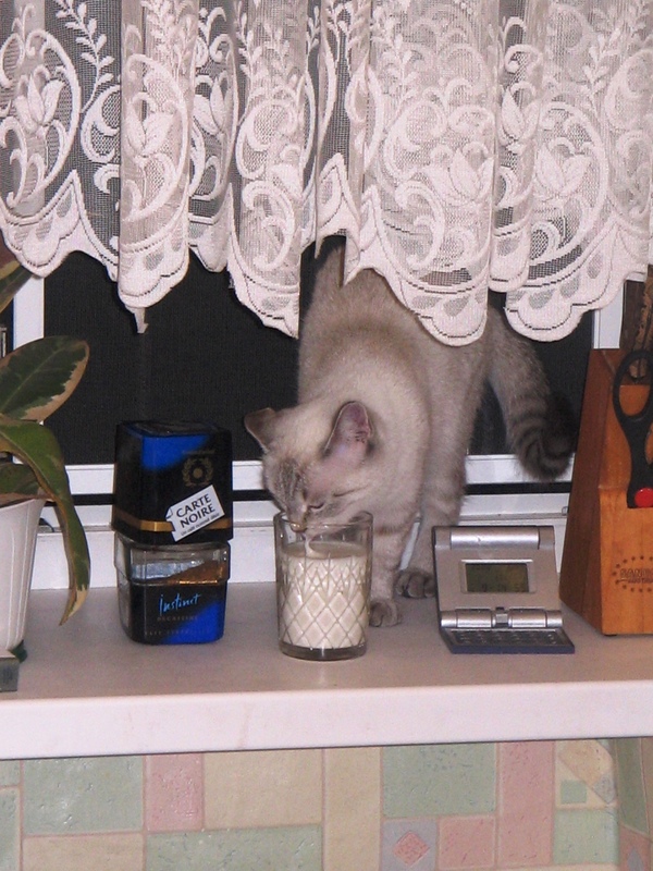 The cat drinks kefir. - My, cat, Catomafia, Milota, Humor, Cats and kittens