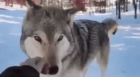 Wolves also love tenderness :) - GIF, Wolf, Tenderness