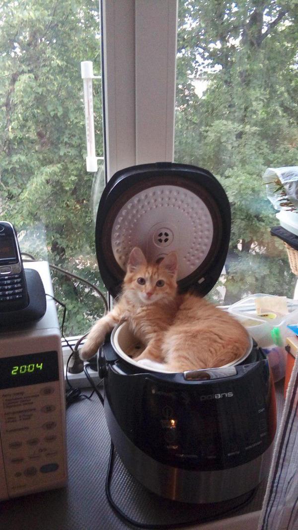 Comfortable couch - My, My, Redheads, Multicooker, cat