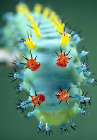 A few colorful caterpillars in a ribbon - Nature, beauty of nature, Caterpillar, , Longpost