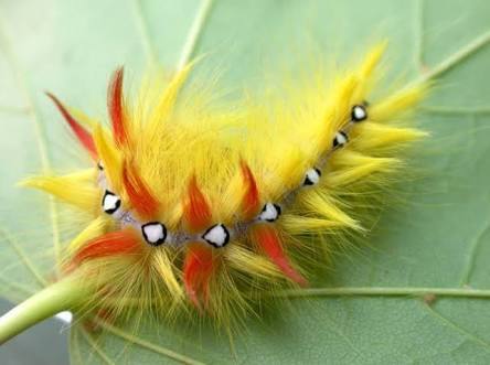 A few colorful caterpillars in a ribbon - Nature, beauty of nature, Caterpillar, , Longpost