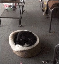 Котопульта