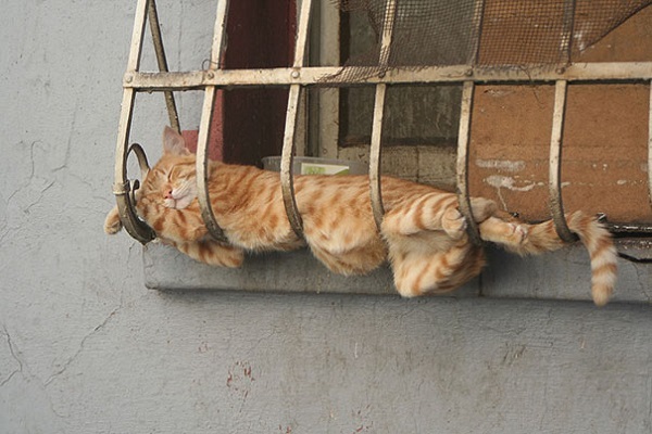 When will the owner buy me a real balcony? - cat, Cat on the balcony