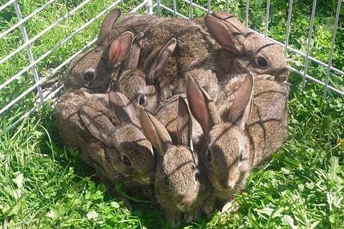 Rabbits square - Rabbit, Square, Grass