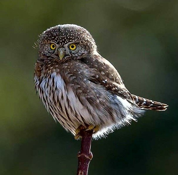 Воробьиный сычик.