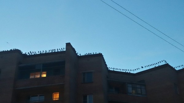Evening meeting - Birds, Meeting, My