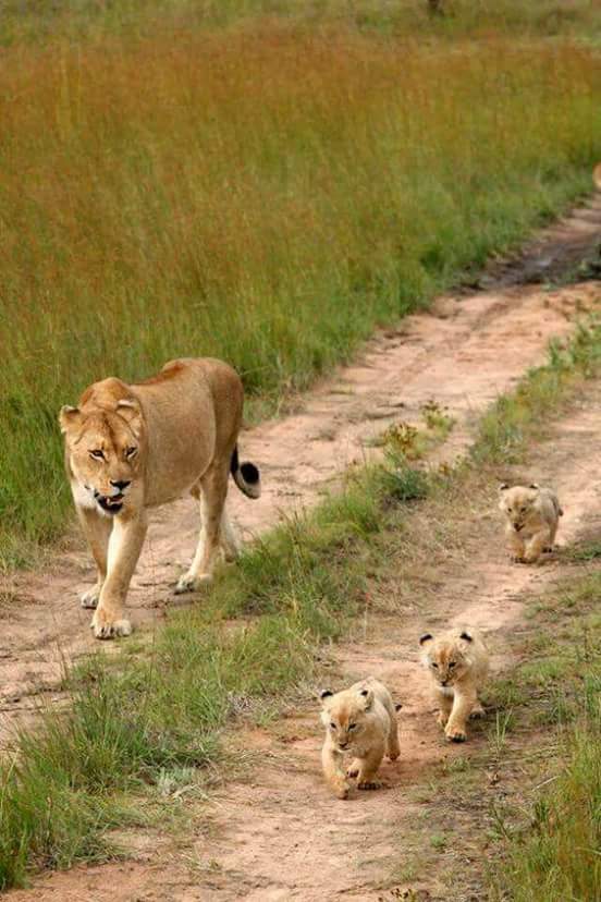 Stay in line, suckers! - a lion, Lions, Lion cubs, Young, Family