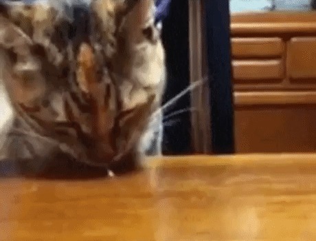 Гифки которые смотрятся лучше запущенные задом наперед. Gif анимация, Кот, Владимир Путин, Мультфильмы, Гифка, Длиннопост, Реверс