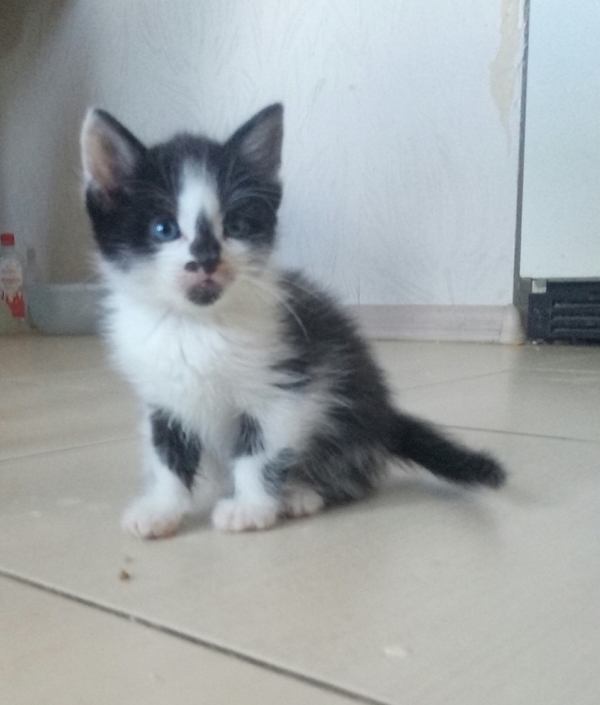 Kittens are looking for their home! - My, In good hands, cat, Milota