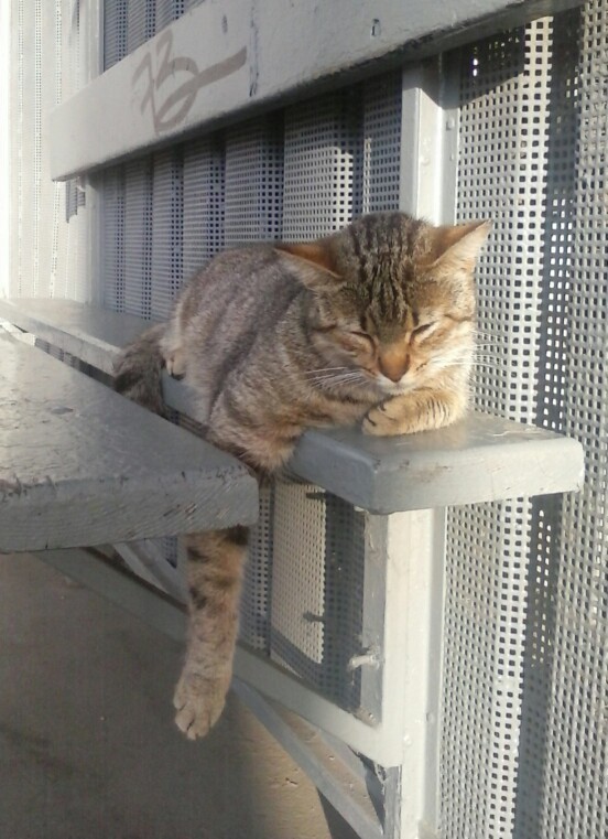 Cute cat at the bus stop - My, cat, Stop, My, Milota, Longpost