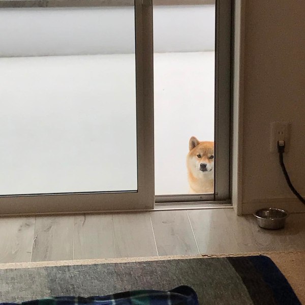 Sanya-senpai, open up! - Animals, Dog, Shiba Inu, The photo, Sanya Open