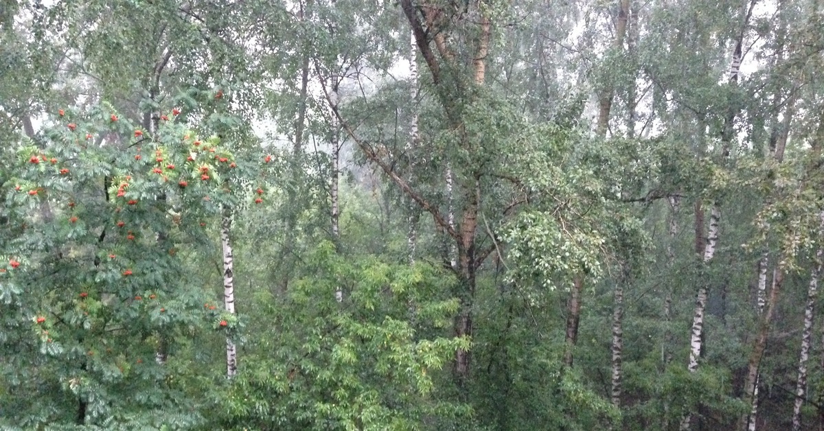 Москва, Район Раменки. 5.30. Вид из окна в дождь. | Пикабу