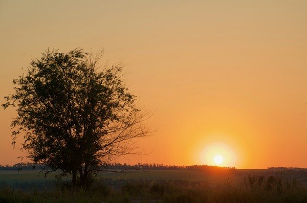 Calmness - My, Sunset, Tree, The sun, Field, Silhouette, Sky