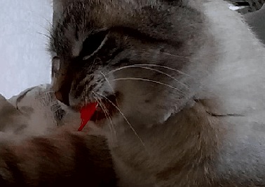  , , , , Gif , , 