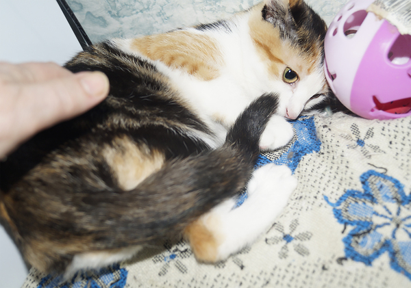 NIGHTMARE AND HORRIBLE NIGHTMARE (continuation of Dinka-Diana and Dinka-Diana-2 posts) - My, cat, Nightmare, Catomafia, Minsk, Video, Longpost