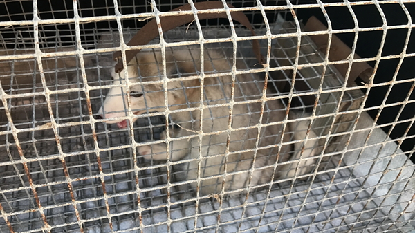 Today I saved the animal - My, Arctic fox, Animals, cat, Dog, Longpost