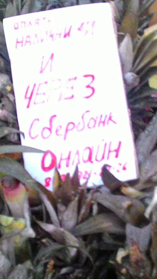 �- ������������������������