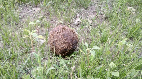 Who could leave it? around the fence - My, Dacha, Animals