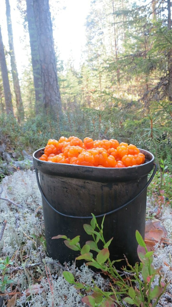 Cloudberry, what a ripe cloudberry looks like. - My, Cloudberry, Forest, Berries