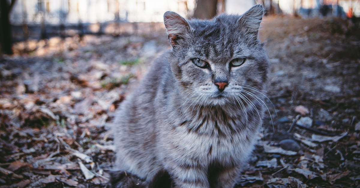 Уличные коты