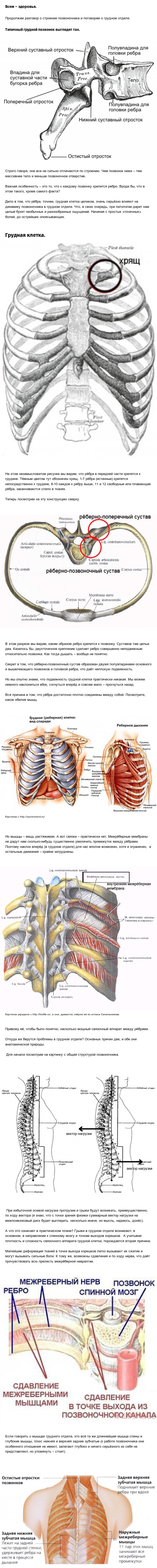 Заметки массажиста. Особенности анатомии грудного отдела позвоночника. - Моё, Анатомия, Фельдшер, Текст, Медицина, Длиннопост