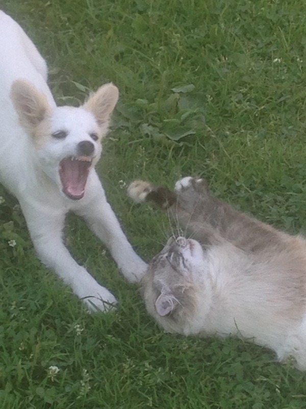 Friendship of a dog and a cat. - Longpost, friendship, My, Dog, cat