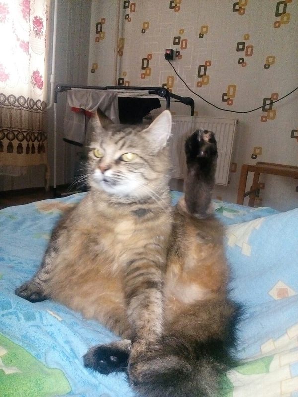 G - grace) The husband sent with the signature: She waves to you)) - My, cat, Discontent, disturbed