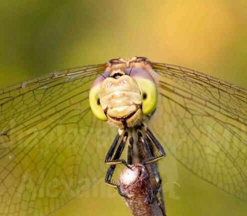 Smile - My, The photo, Dragonfly, Kindness