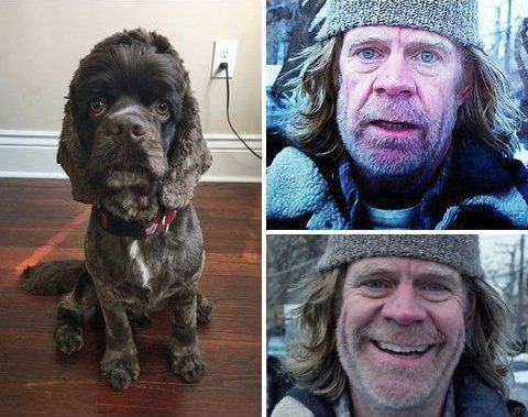 This dog looks like William H. Macy - Dog, Actors and actresses, William Macy, Animals, People