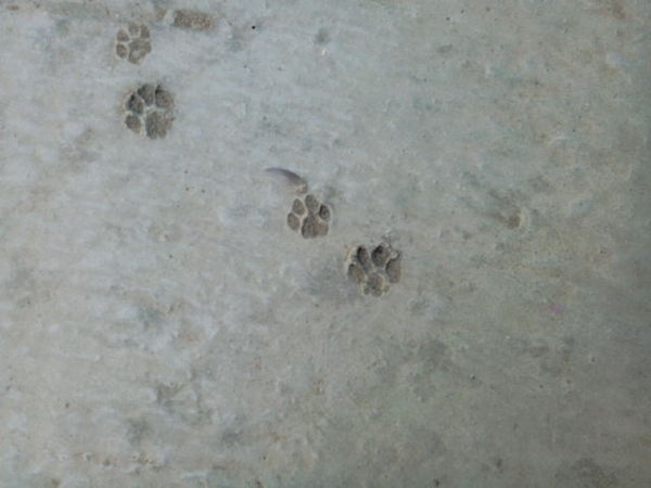 Footprints in concrete - My, cat, Paws