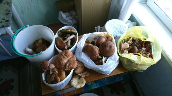 took a walk - My, Walk, Mushrooms, White, Kemerovo, Silent hunt