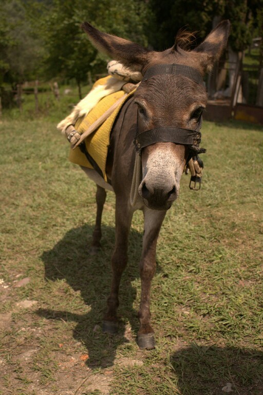 About holidays in Abkhazia - My, Abkhazia, Donkey, Relaxation, Longpost