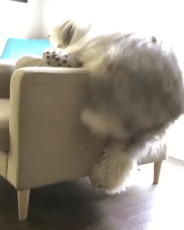 A little out of shape - Dog, Armchair, Attempt, Climbing, GIF