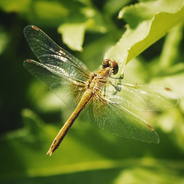 A little macro - My, Nature, Insects, Dragonfly, Macro, Longpost, Macro photography