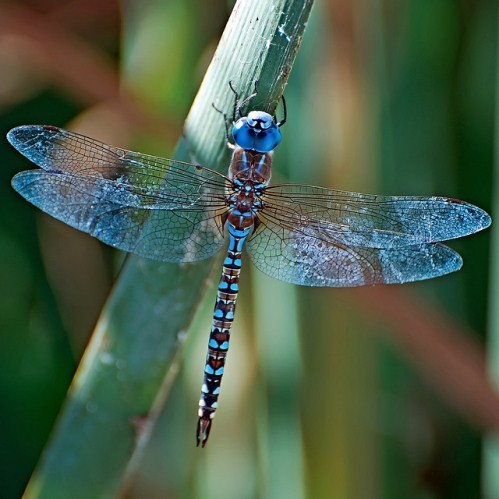 Lexx - Nostalgia for Brunnen-G and lots of dragonflies - Lexx, Dragonfly, beauty, Insects, Nature, League of biologists, The photo, Longpost