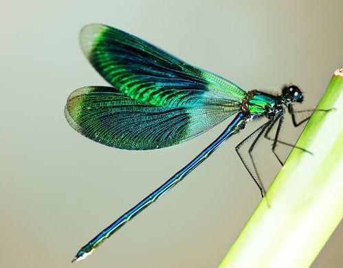 Lexx - Nostalgia for Brunnen-G and lots of dragonflies - Lexx, Dragonfly, beauty, Insects, Nature, League of biologists, The photo, Longpost