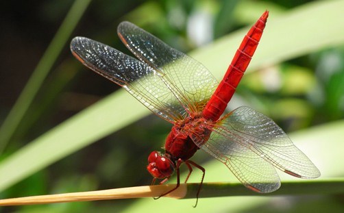 Lexx - Nostalgia for Brunnen-G and lots of dragonflies - Lexx, Dragonfly, beauty, Insects, Nature, League of biologists, The photo, Longpost