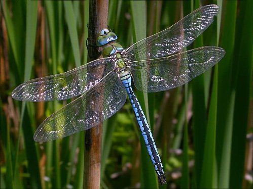 Lexx - Nostalgia for Brunnen-G and lots of dragonflies - Lexx, Dragonfly, beauty, Insects, Nature, League of biologists, The photo, Longpost