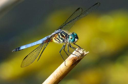 Lexx - Nostalgia for Brunnen-G and lots of dragonflies - Lexx, Dragonfly, beauty, Insects, Nature, League of biologists, The photo, Longpost