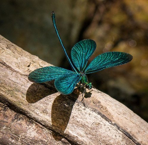 Lexx - Nostalgia for Brunnen-G and lots of dragonflies - Lexx, Dragonfly, beauty, Insects, Nature, League of biologists, The photo, Longpost