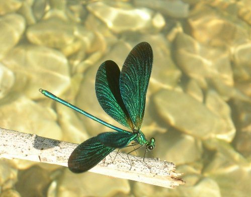 Lexx - Nostalgia for Brunnen-G and lots of dragonflies - Lexx, Dragonfly, beauty, Insects, Nature, League of biologists, The photo, Longpost