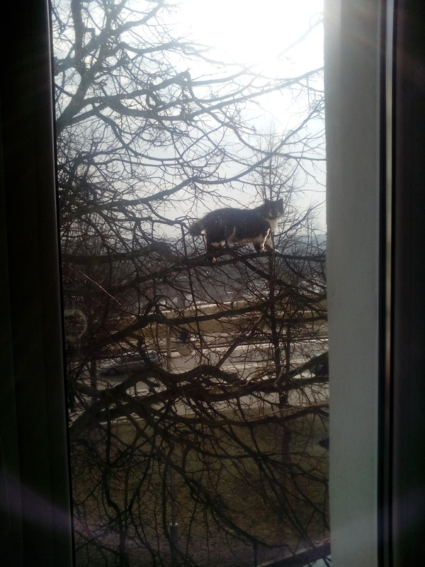 ����� ������, ���� ���������