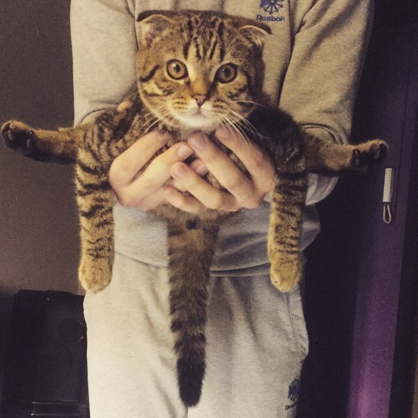 spider cat - cat, On hand