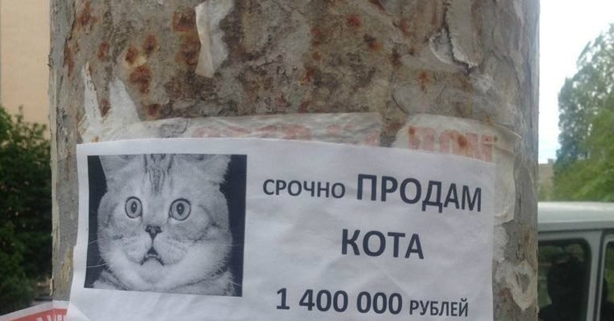 Продам кота